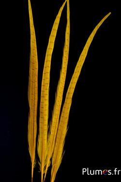 Faisan de Colchide - blanchi - 50-60 cm - jaune